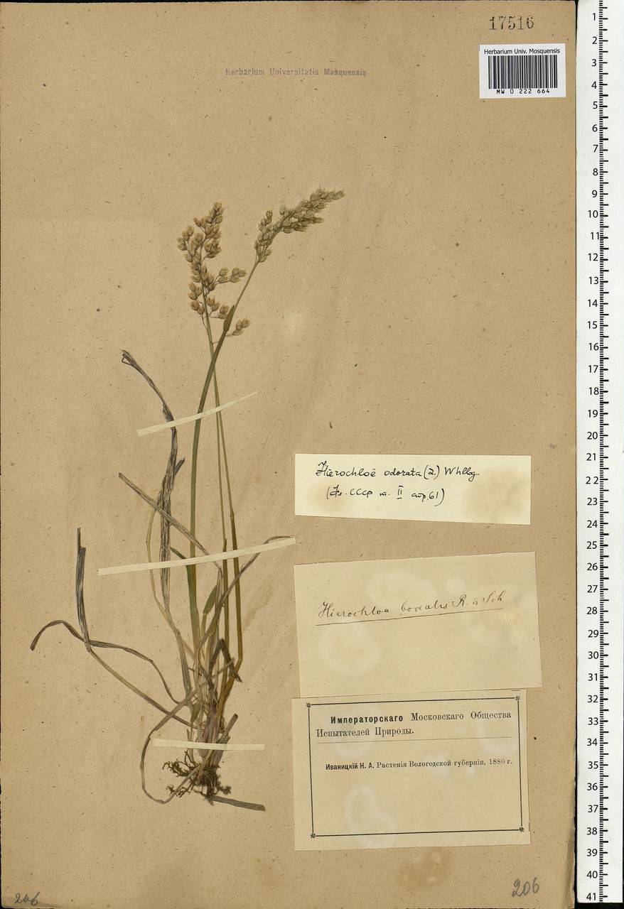 Anthoxanthum nitens (Weber) Y.Schouten & Veldkamp, Eastern Europe, Northern region (E1) (Russia)