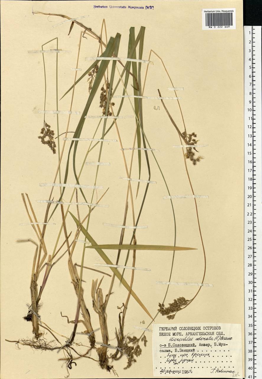 Anthoxanthum nitens (Weber) Y.Schouten & Veldkamp, Eastern Europe, Northern region (E1) (Russia)