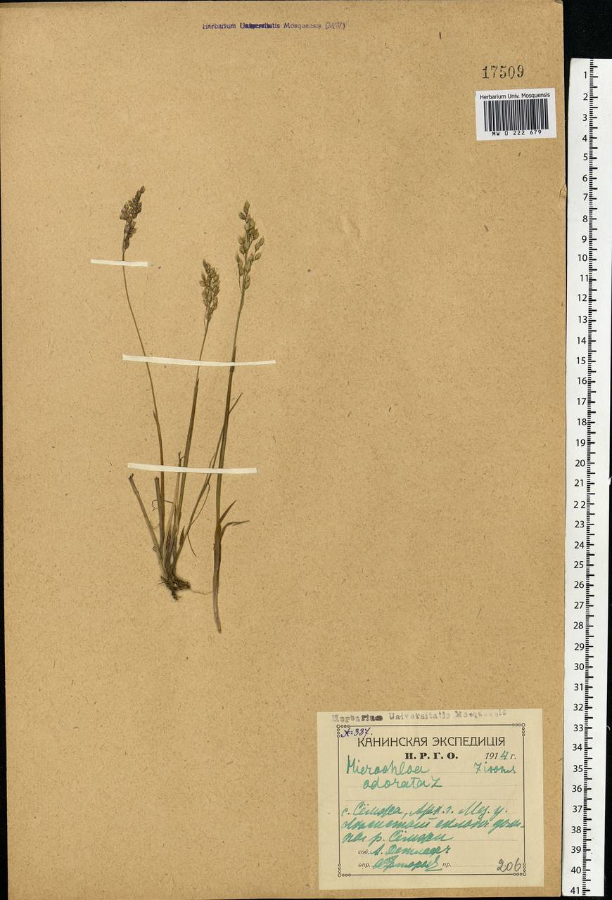 Anthoxanthum nitens (Weber) Y.Schouten & Veldkamp, Eastern Europe, Northern region (E1) (Russia)