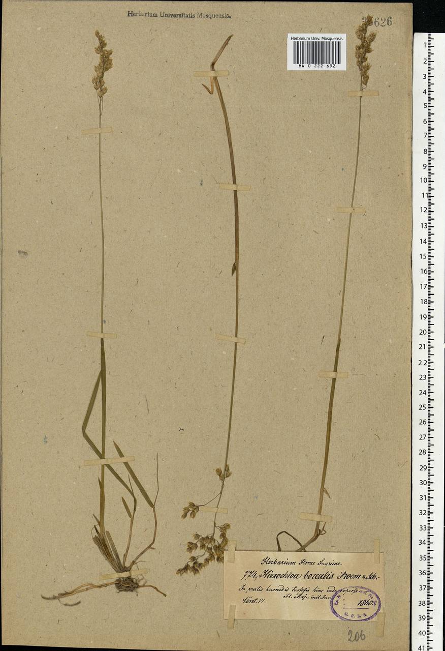 Anthoxanthum nitens (Weber) Y.Schouten & Veldkamp, Eastern Europe, North-Western region (E2) (Russia)