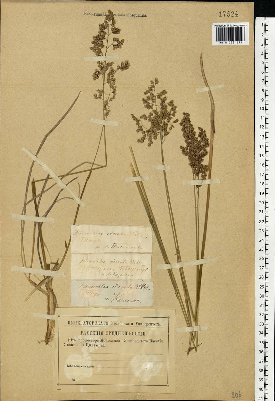 Anthoxanthum nitens (Weber) Y.Schouten & Veldkamp, Eastern Europe, North-Western region (E2) (Russia)