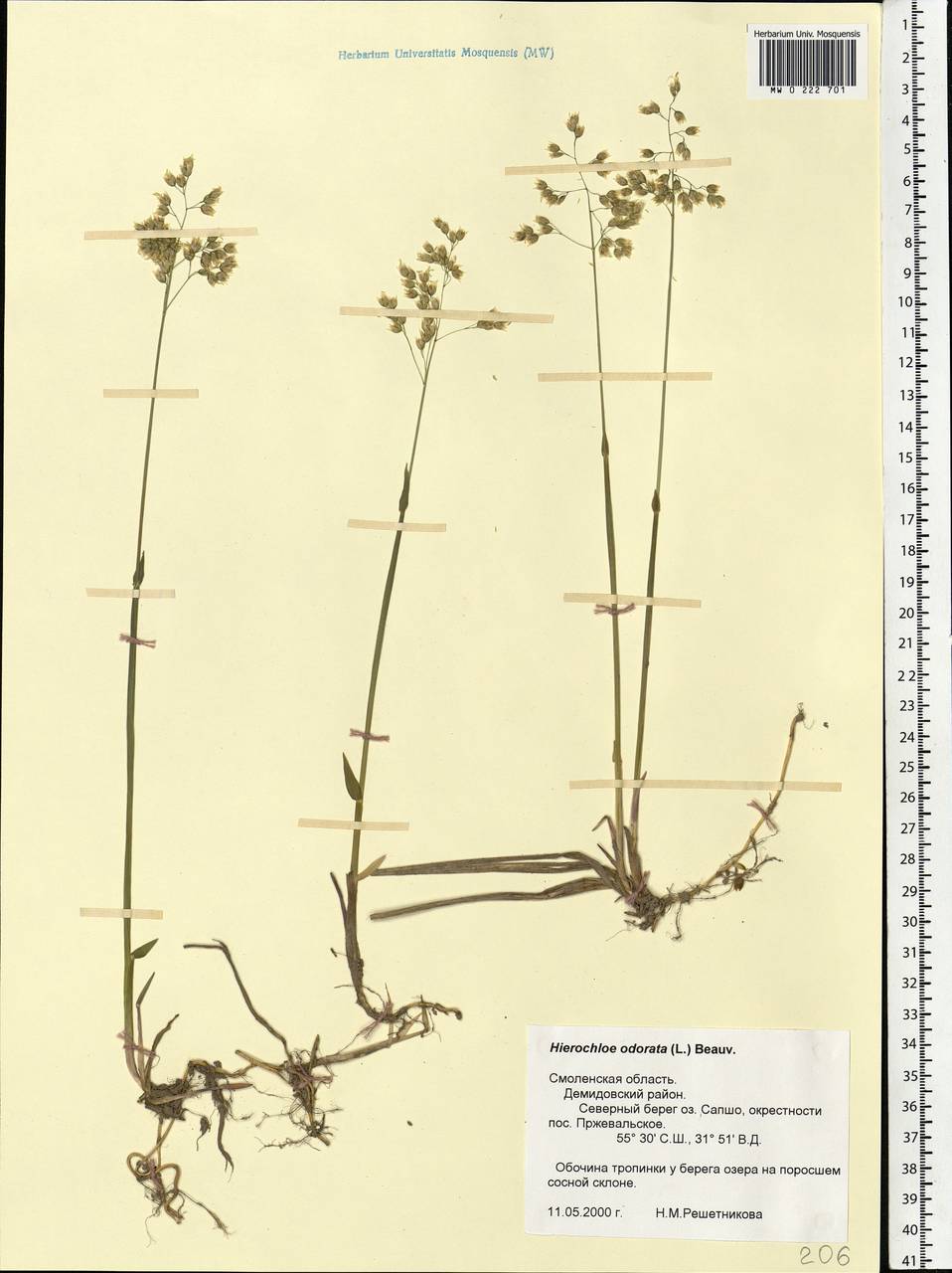 Anthoxanthum nitens (Weber) Y.Schouten & Veldkamp, Eastern Europe, Western region (E3) (Russia)