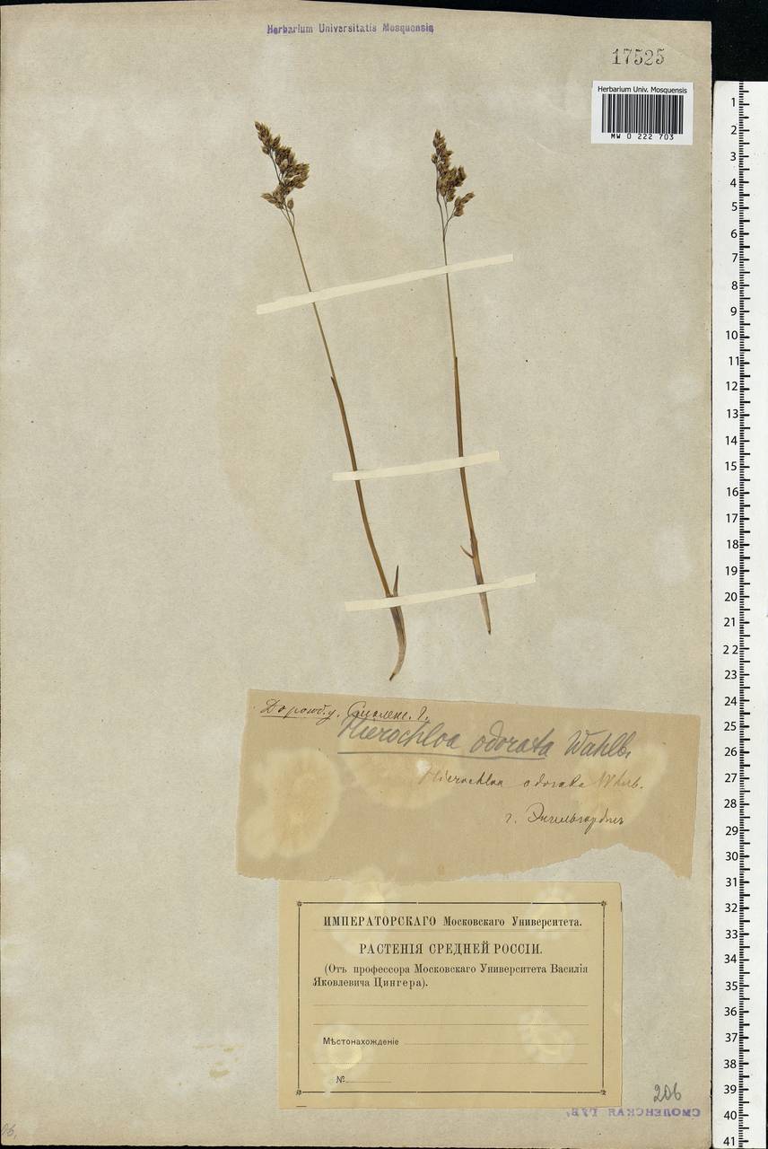 Anthoxanthum nitens (Weber) Y.Schouten & Veldkamp, Eastern Europe, Western region (E3) (Russia)