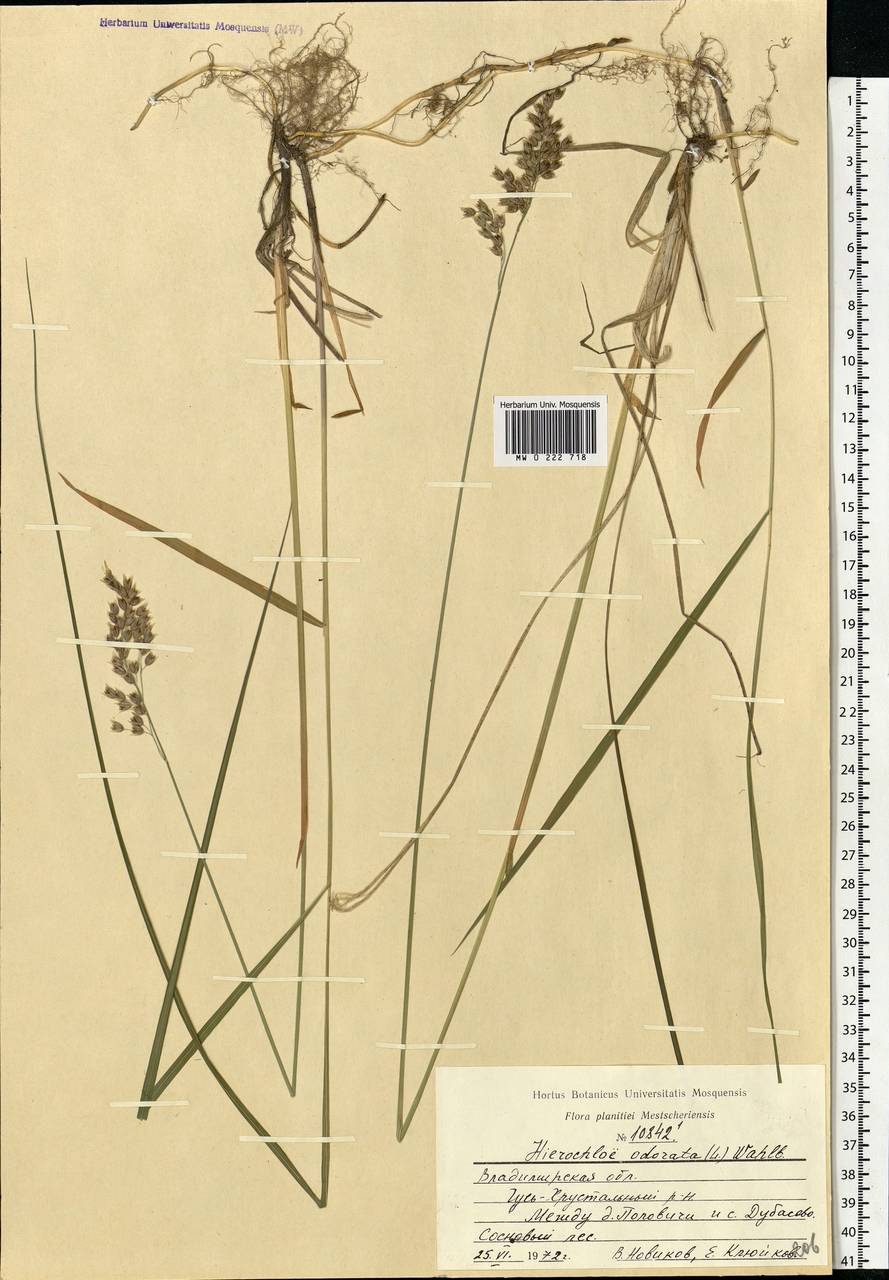 Anthoxanthum nitens (Weber) Y.Schouten & Veldkamp, Eastern Europe, Central region (E4) (Russia)