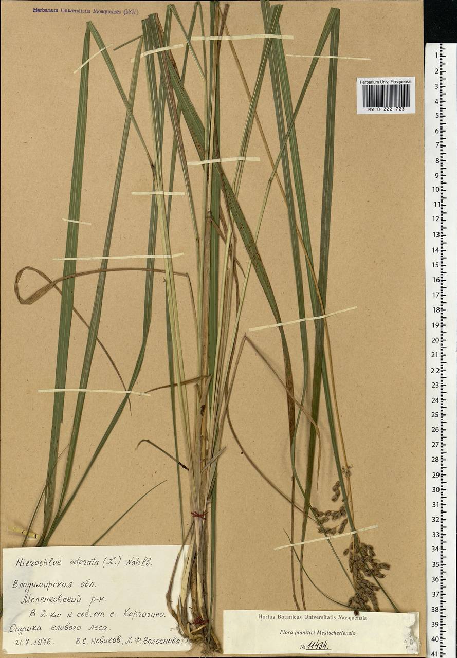 Anthoxanthum nitens (Weber) Y.Schouten & Veldkamp, Eastern Europe, Central region (E4) (Russia)