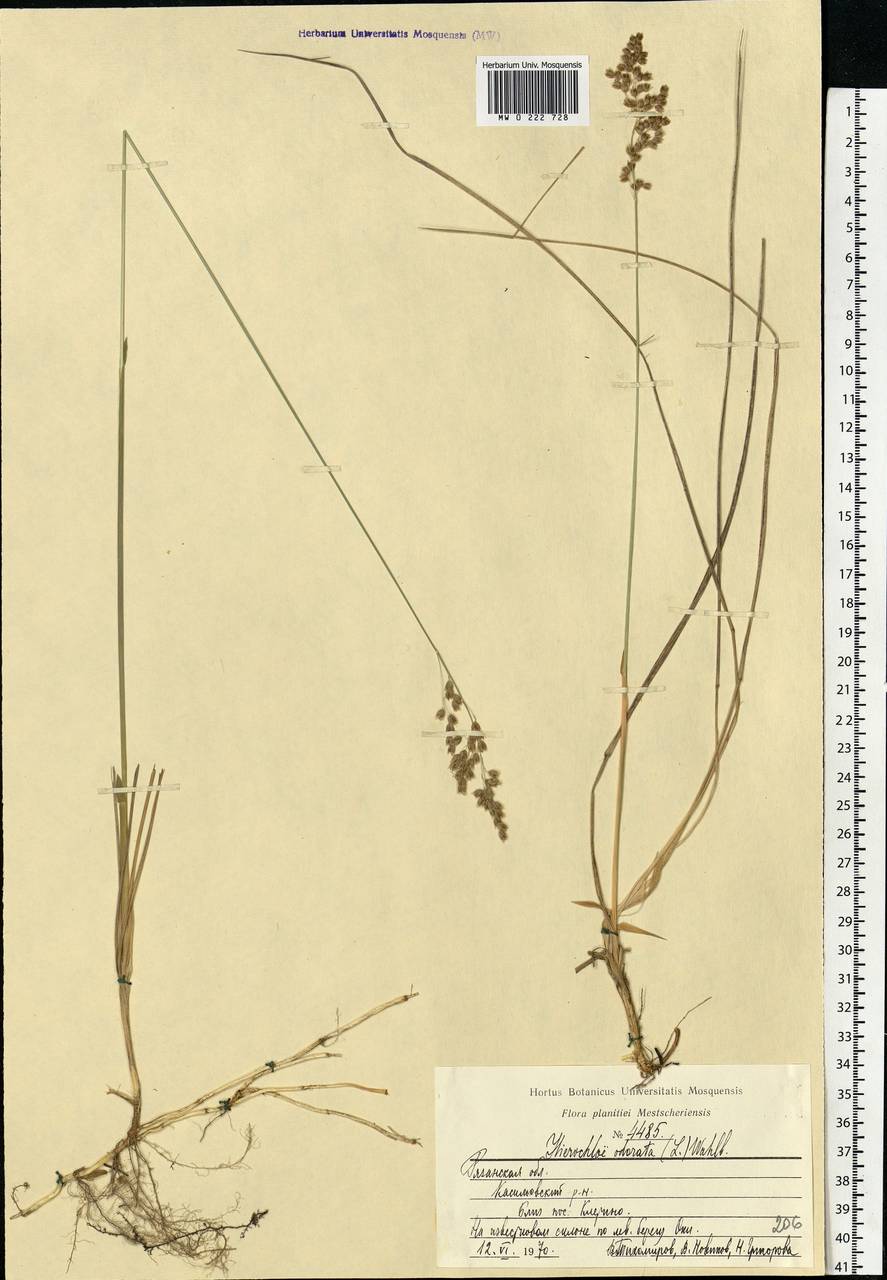 Anthoxanthum nitens (Weber) Y.Schouten & Veldkamp, Eastern Europe, Central region (E4) (Russia)