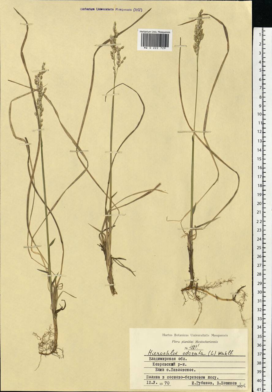 Anthoxanthum nitens (Weber) Y.Schouten & Veldkamp, Eastern Europe, Central region (E4) (Russia)