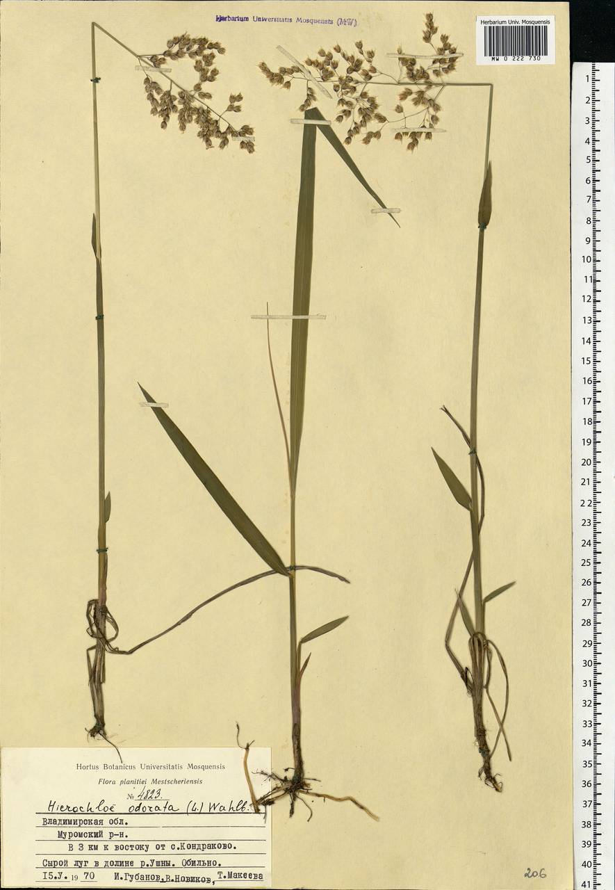 Anthoxanthum nitens (Weber) Y.Schouten & Veldkamp, Eastern Europe, Central region (E4) (Russia)