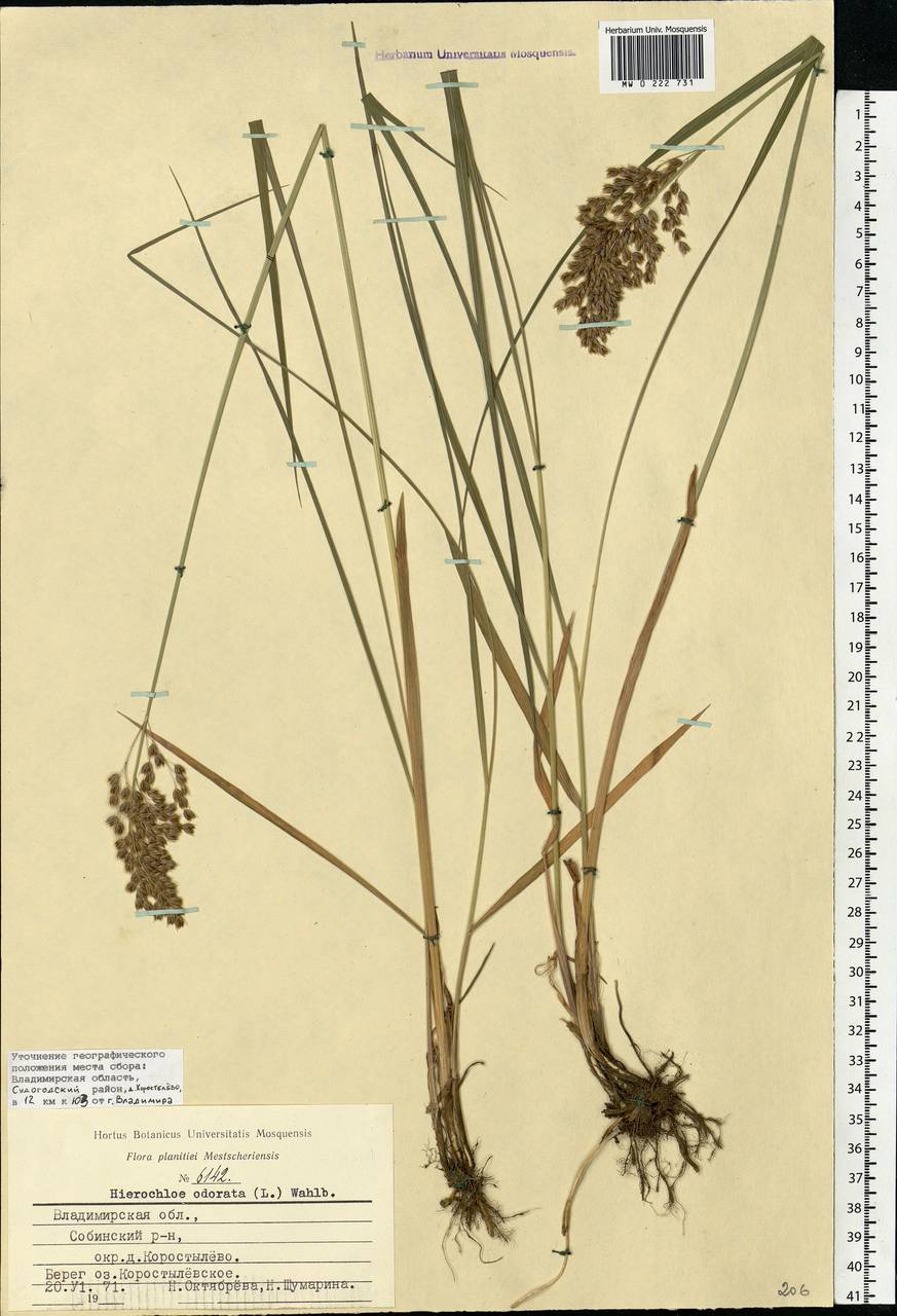 Anthoxanthum nitens (Weber) Y.Schouten & Veldkamp, Eastern Europe, Central region (E4) (Russia)