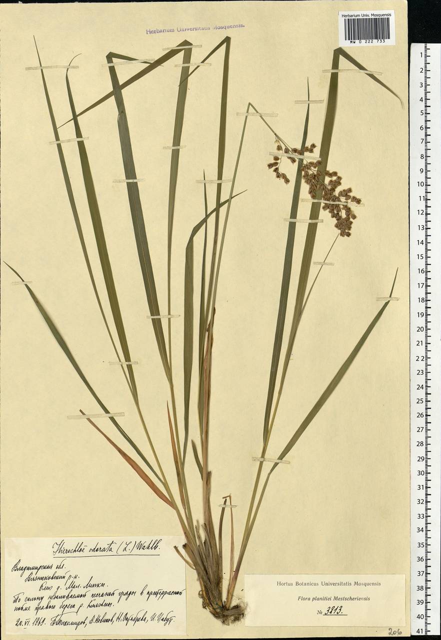 Anthoxanthum nitens (Weber) Y.Schouten & Veldkamp, Eastern Europe, Central region (E4) (Russia)
