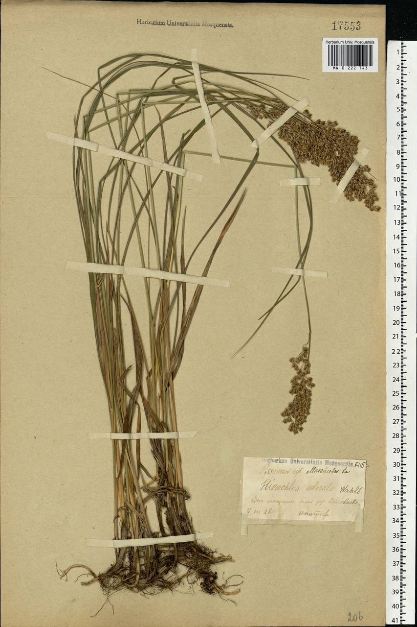Anthoxanthum nitens (Weber) Y.Schouten & Veldkamp, Eastern Europe, Central region (E4) (Russia)