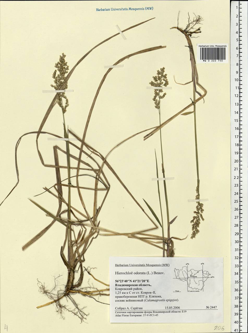 Anthoxanthum nitens (Weber) Y.Schouten & Veldkamp, Eastern Europe, Central region (E4) (Russia)