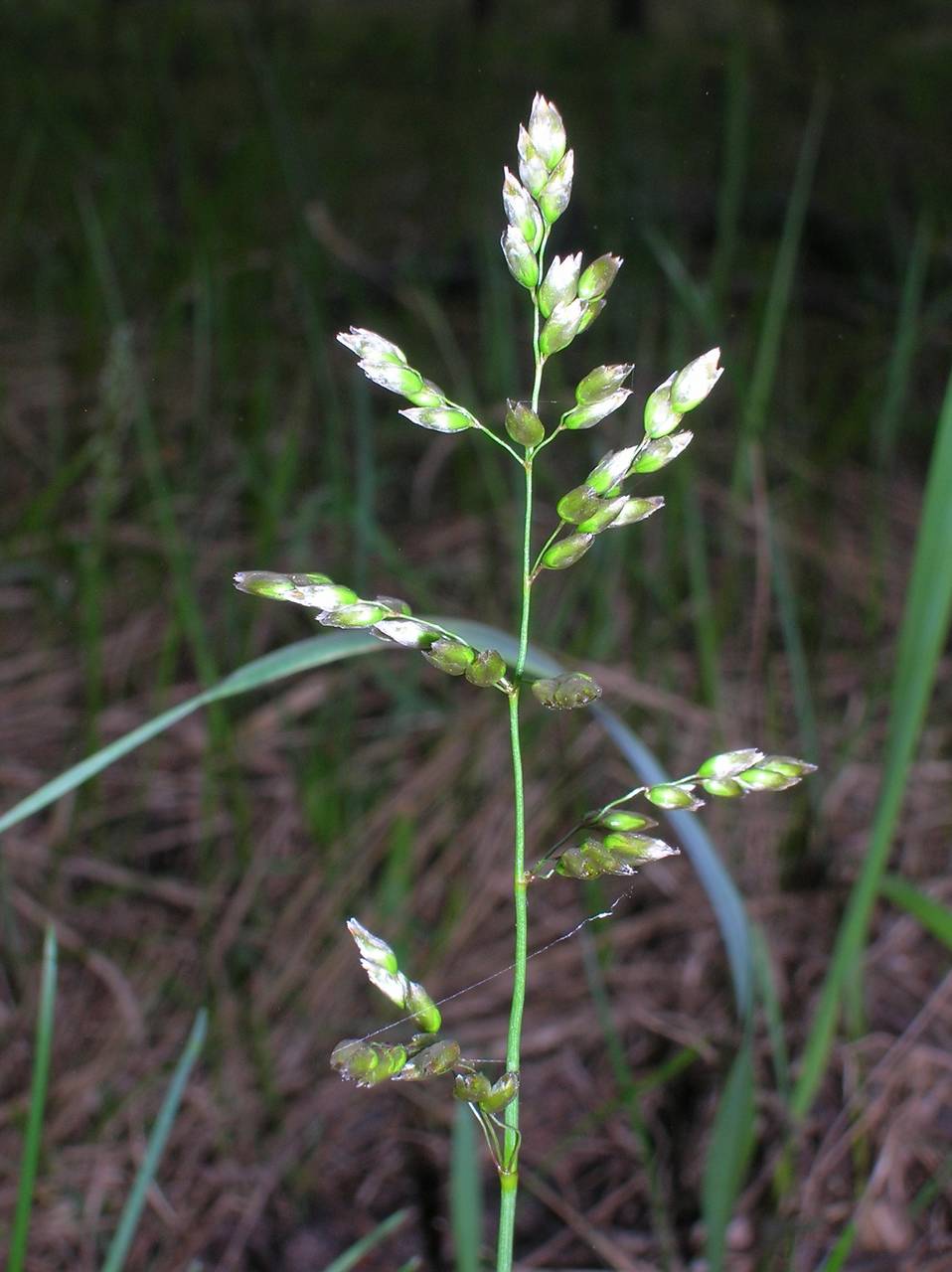 Anthoxanthum nitens (Weber) Y.Schouten & Veldkamp, Eastern Europe, Central region (E4) (Russia)