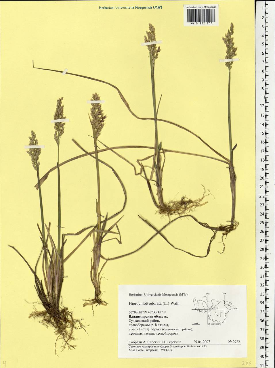 Anthoxanthum nitens (Weber) Y.Schouten & Veldkamp, Eastern Europe, Central region (E4) (Russia)