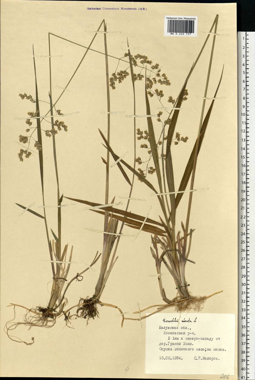 Anthoxanthum nitens (Weber) Y.Schouten & Veldkamp, Eastern Europe, Central region (E4) (Russia)
