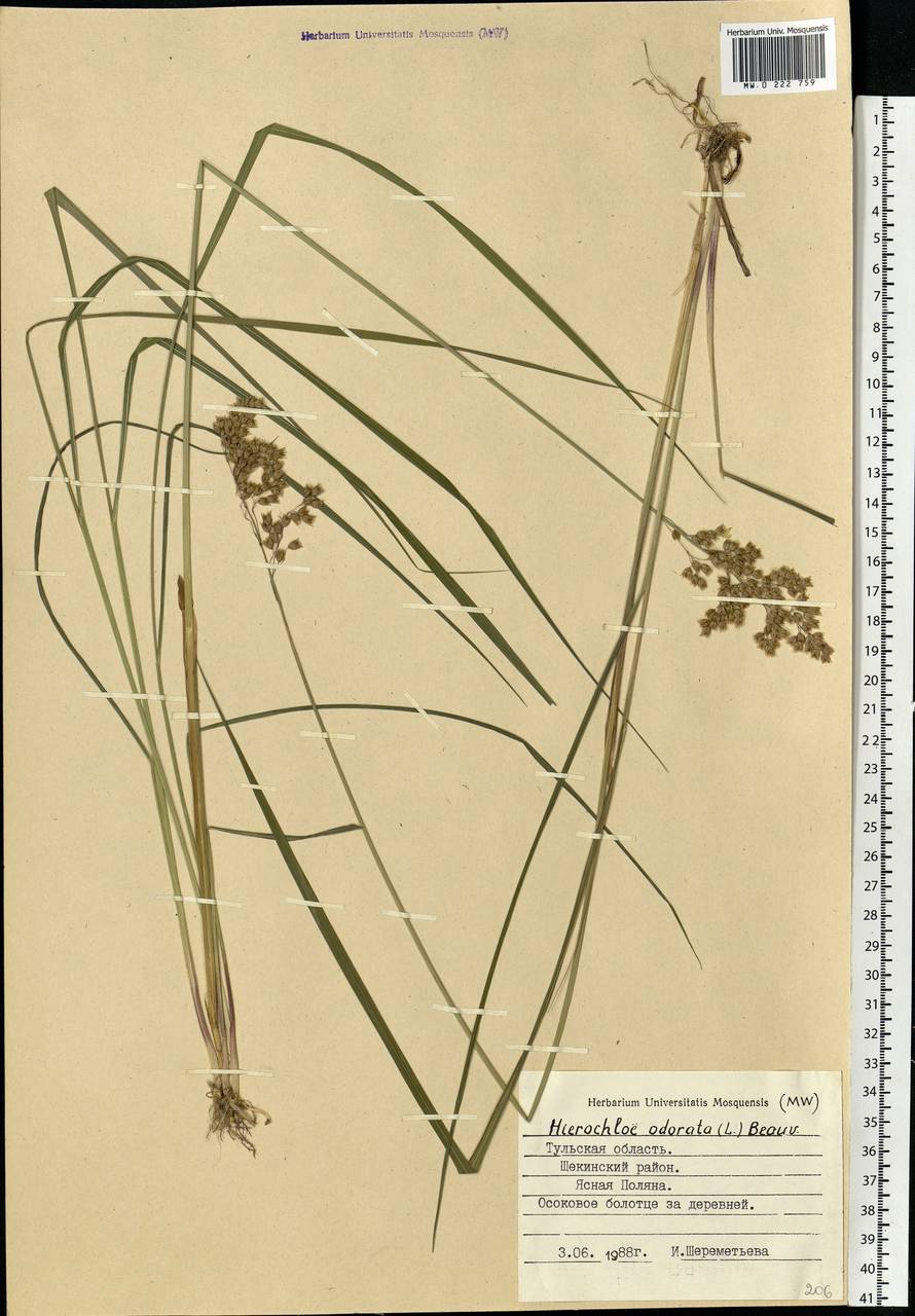 Anthoxanthum nitens (Weber) Y.Schouten & Veldkamp, Eastern Europe, Central region (E4) (Russia)