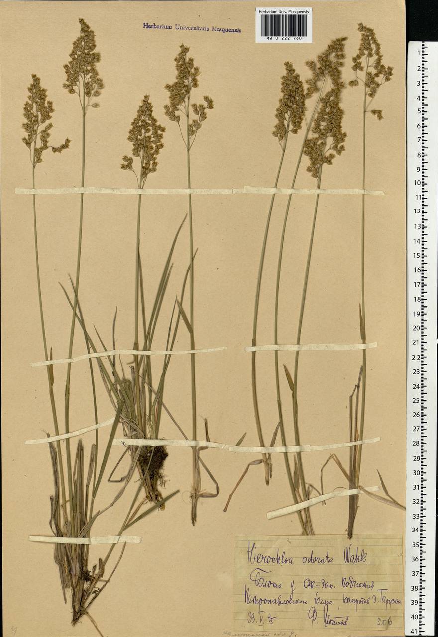 Anthoxanthum nitens (Weber) Y.Schouten & Veldkamp, Eastern Europe, Central region (E4) (Russia)