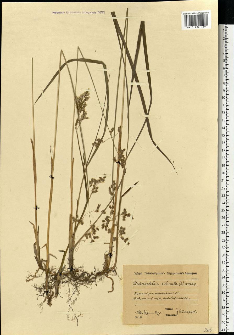 Anthoxanthum nitens (Weber) Y.Schouten & Veldkamp, Eastern Europe, Moscow region (E4a) (Russia)