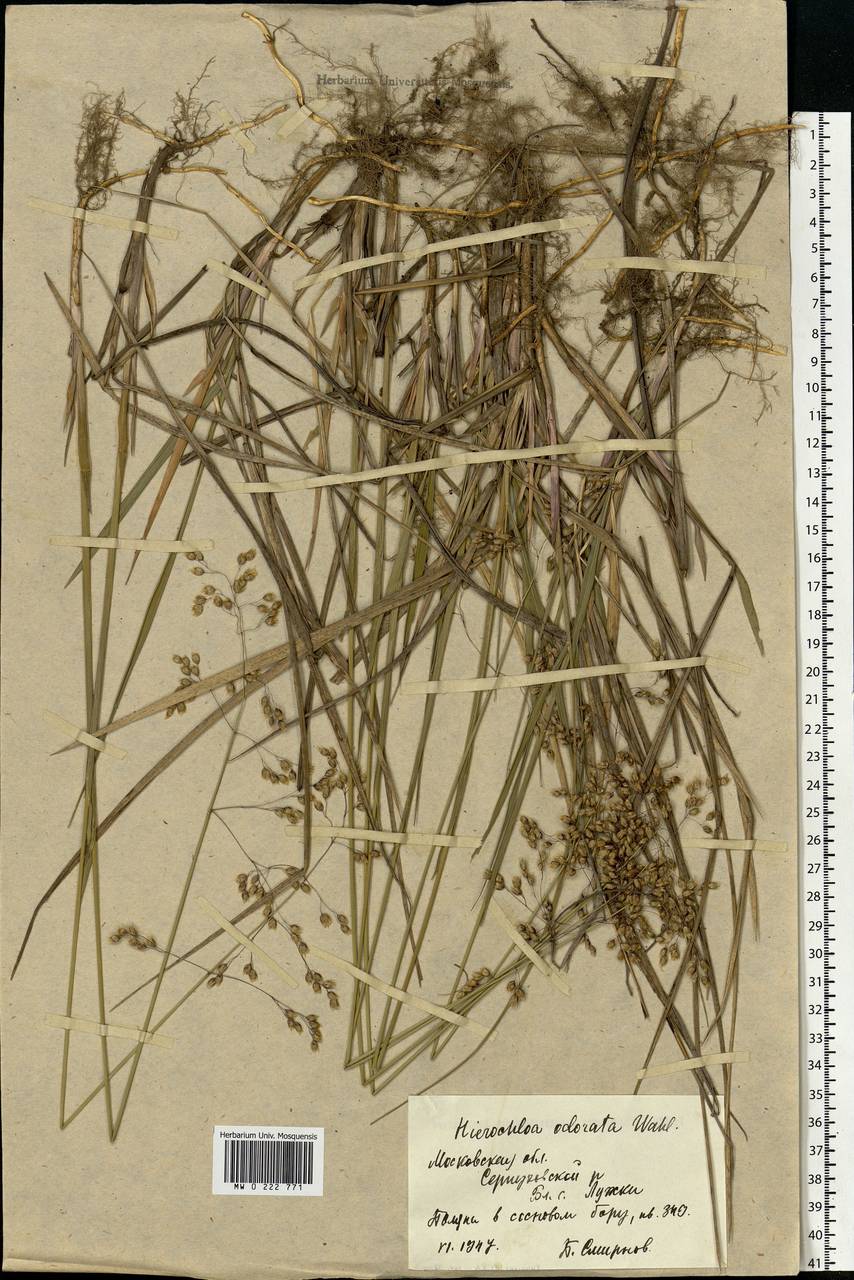 Anthoxanthum nitens (Weber) Y.Schouten & Veldkamp, Eastern Europe, Moscow region (E4a) (Russia)