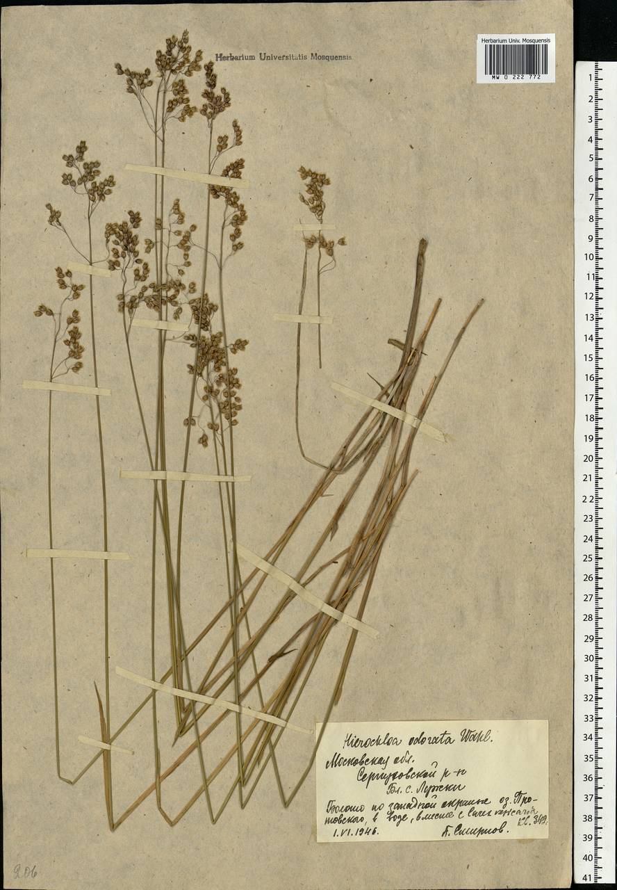 Anthoxanthum nitens (Weber) Y.Schouten & Veldkamp, Eastern Europe, Moscow region (E4a) (Russia)