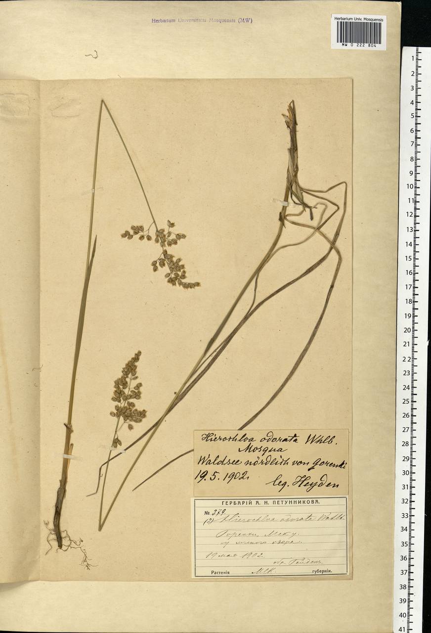 Anthoxanthum nitens (Weber) Y.Schouten & Veldkamp, Eastern Europe, Moscow region (E4a) (Russia)