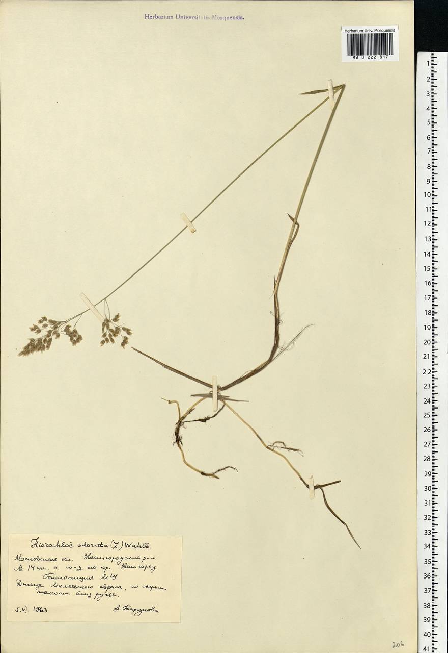 Anthoxanthum nitens (Weber) Y.Schouten & Veldkamp, Eastern Europe, Moscow region (E4a) (Russia)