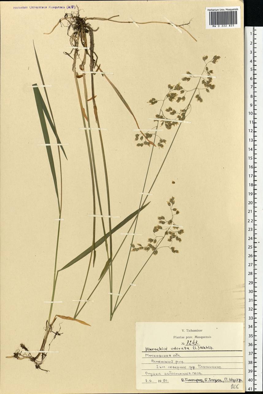 Anthoxanthum nitens (Weber) Y.Schouten & Veldkamp, Eastern Europe, Moscow region (E4a) (Russia)