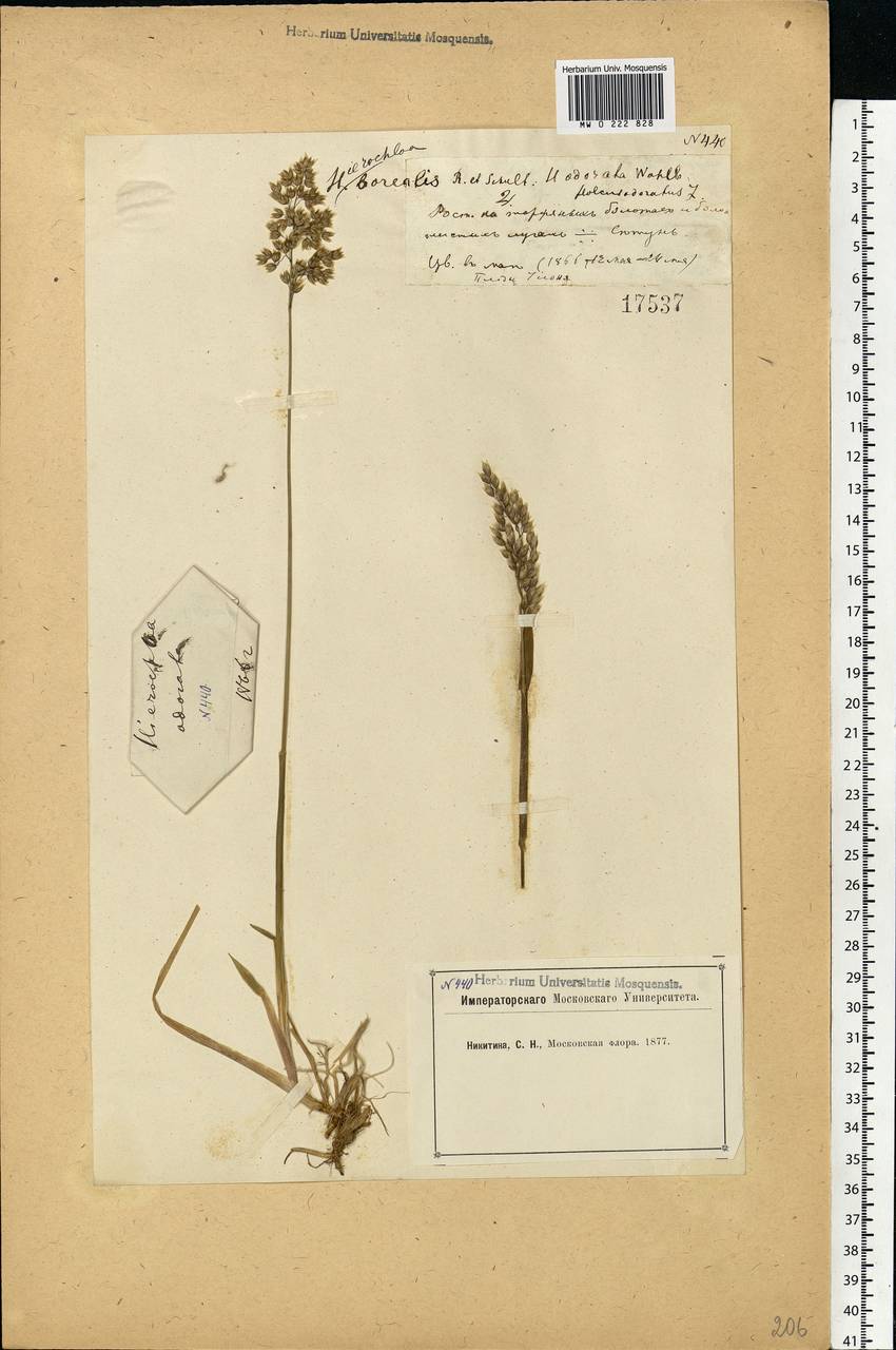 Anthoxanthum nitens (Weber) Y.Schouten & Veldkamp, Eastern Europe, Moscow region (E4a) (Russia)