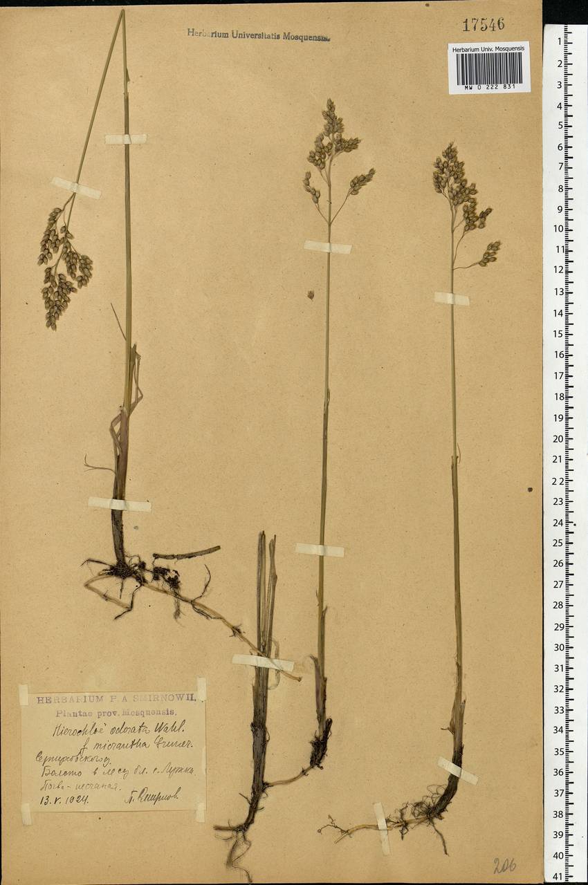 Anthoxanthum nitens (Weber) Y.Schouten & Veldkamp, Eastern Europe, Moscow region (E4a) (Russia)