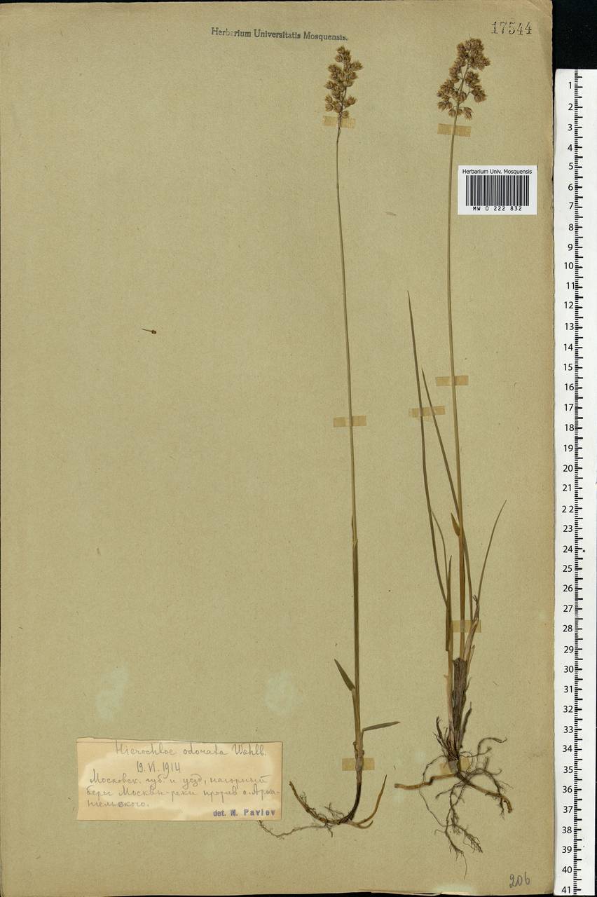 Anthoxanthum nitens (Weber) Y.Schouten & Veldkamp, Eastern Europe, Moscow region (E4a) (Russia)