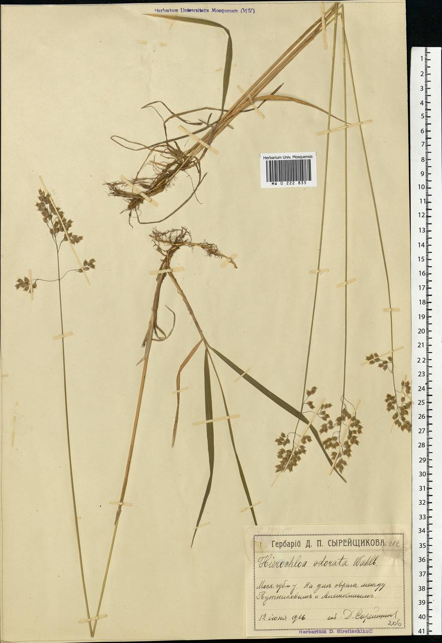 Anthoxanthum nitens (Weber) Y.Schouten & Veldkamp, Eastern Europe, Moscow region (E4a) (Russia)