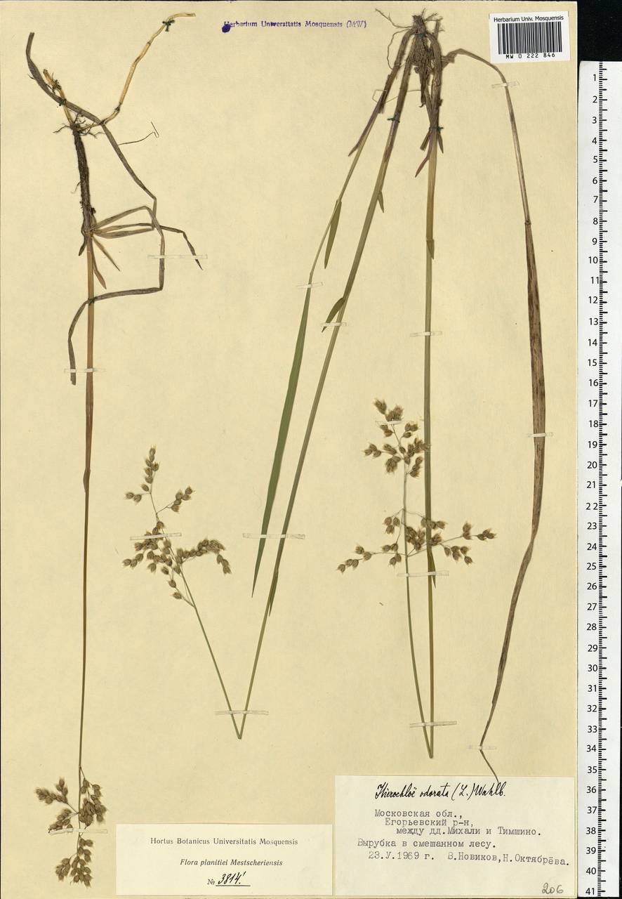 Anthoxanthum nitens (Weber) Y.Schouten & Veldkamp, Eastern Europe, Moscow region (E4a) (Russia)