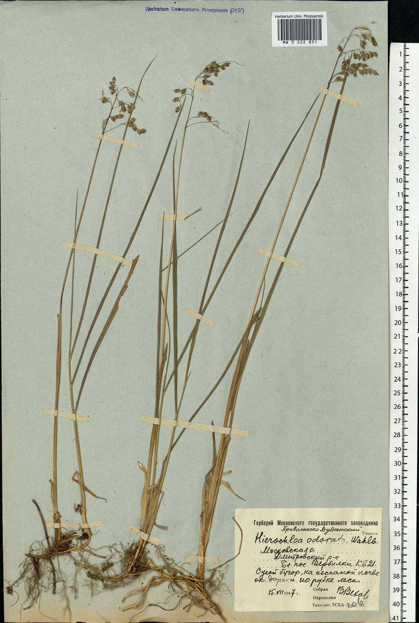 Anthoxanthum nitens (Weber) Y.Schouten & Veldkamp, Eastern Europe, Moscow region (E4a) (Russia)