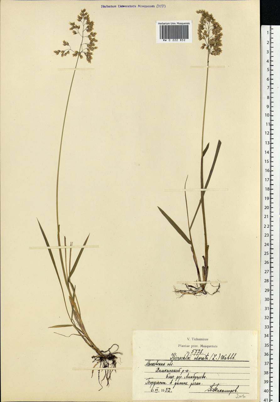 Anthoxanthum nitens (Weber) Y.Schouten & Veldkamp, Eastern Europe, Moscow region (E4a) (Russia)