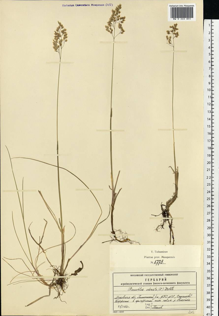 Anthoxanthum nitens (Weber) Y.Schouten & Veldkamp, Eastern Europe, Moscow region (E4a) (Russia)