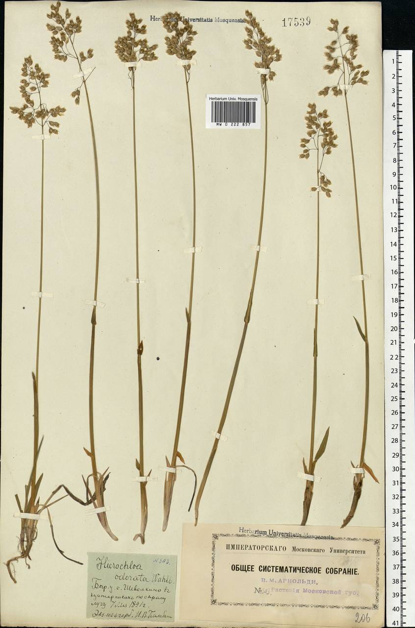 Anthoxanthum nitens (Weber) Y.Schouten & Veldkamp, Eastern Europe, Moscow region (E4a) (Russia)