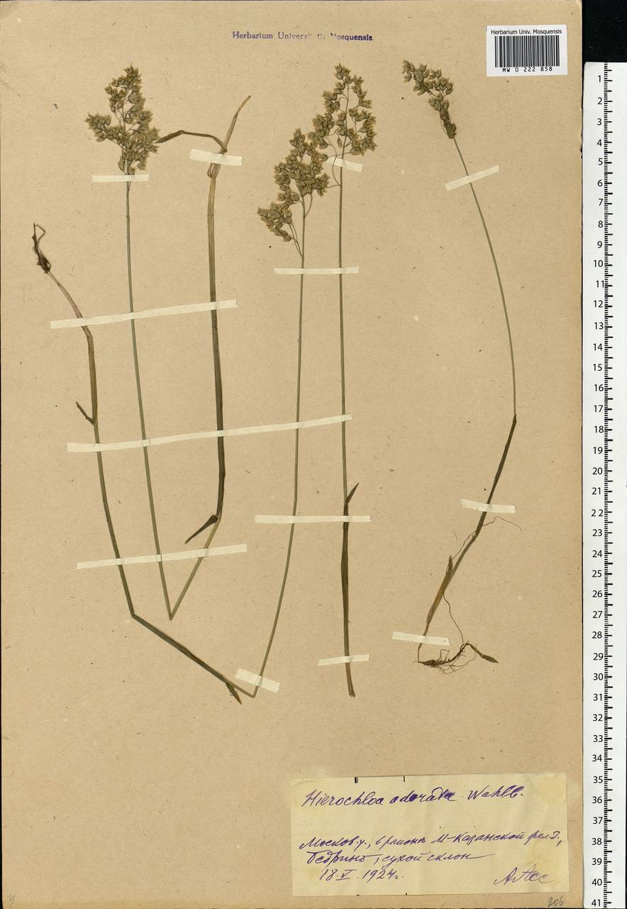 Anthoxanthum nitens (Weber) Y.Schouten & Veldkamp, Eastern Europe, Moscow region (E4a) (Russia)