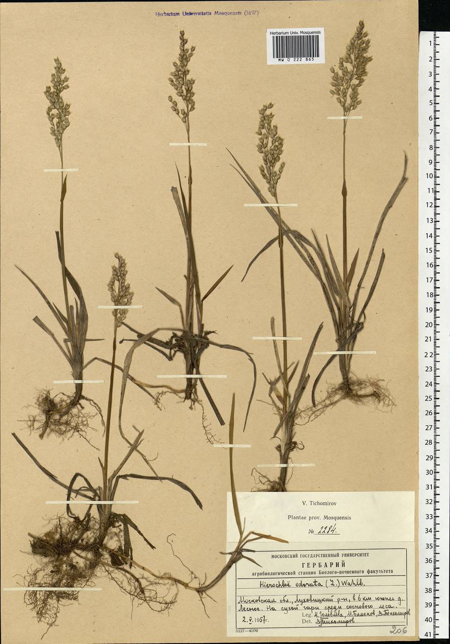 Anthoxanthum nitens (Weber) Y.Schouten & Veldkamp, Eastern Europe, Moscow region (E4a) (Russia)