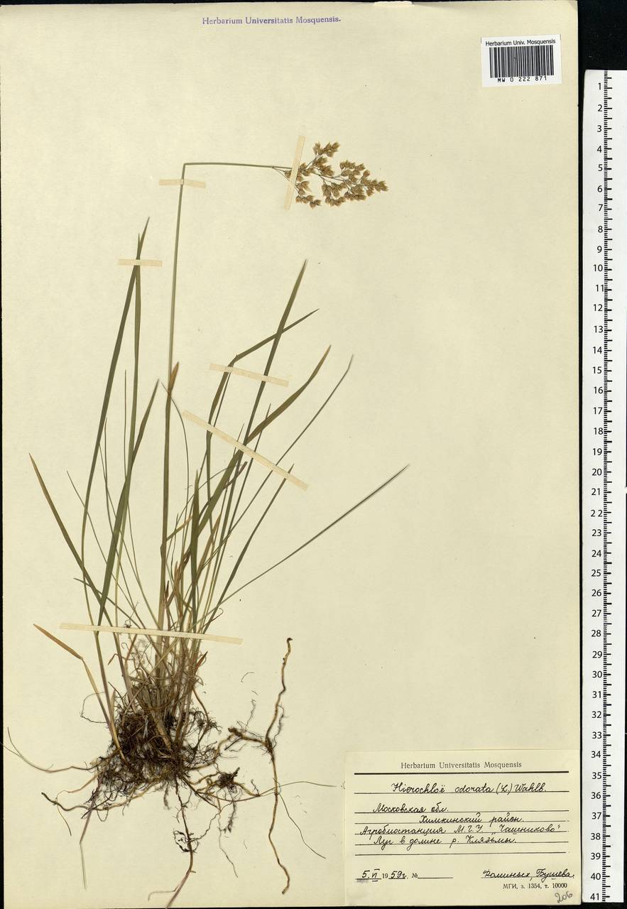 Anthoxanthum nitens (Weber) Y.Schouten & Veldkamp, Eastern Europe, Moscow region (E4a) (Russia)