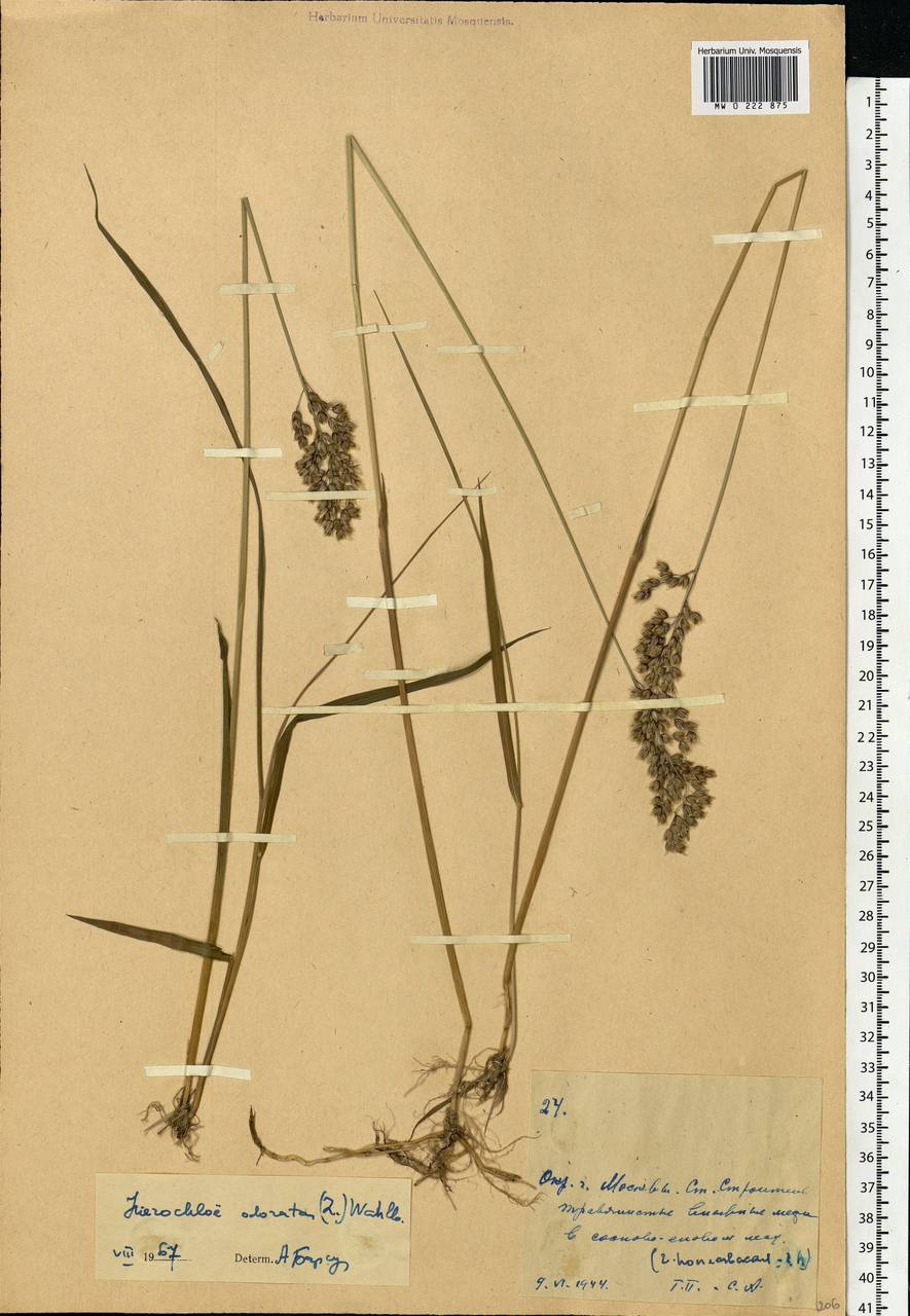 Anthoxanthum nitens (Weber) Y.Schouten & Veldkamp, Eastern Europe, Moscow region (E4a) (Russia)