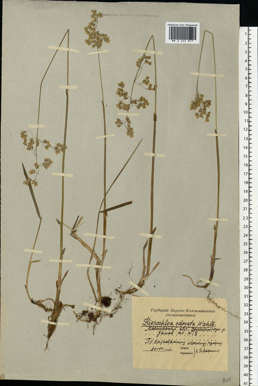 Anthoxanthum nitens (Weber) Y.Schouten & Veldkamp, Eastern Europe, Moscow region (E4a) (Russia)