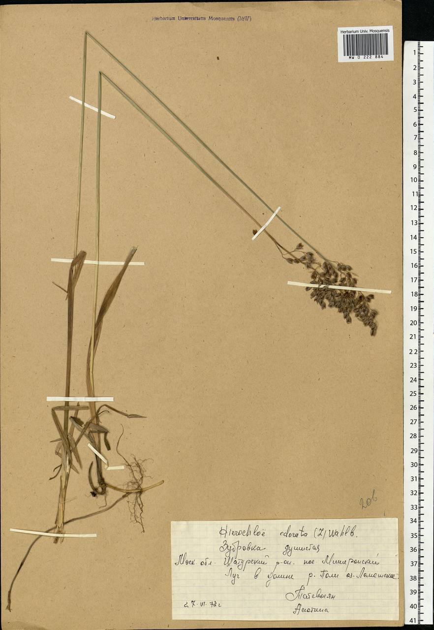 Anthoxanthum nitens (Weber) Y.Schouten & Veldkamp, Eastern Europe, Moscow region (E4a) (Russia)