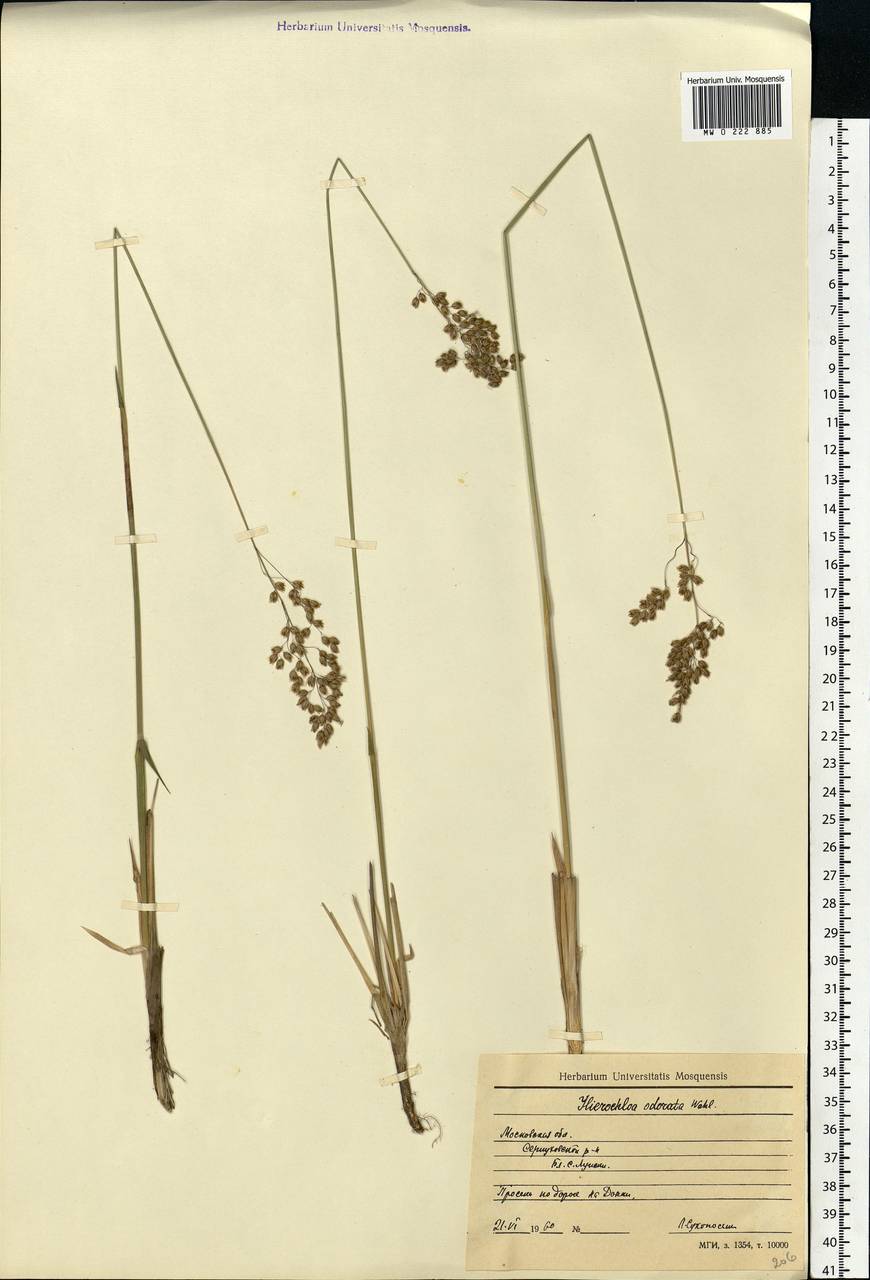 Anthoxanthum nitens (Weber) Y.Schouten & Veldkamp, Eastern Europe, Moscow region (E4a) (Russia)