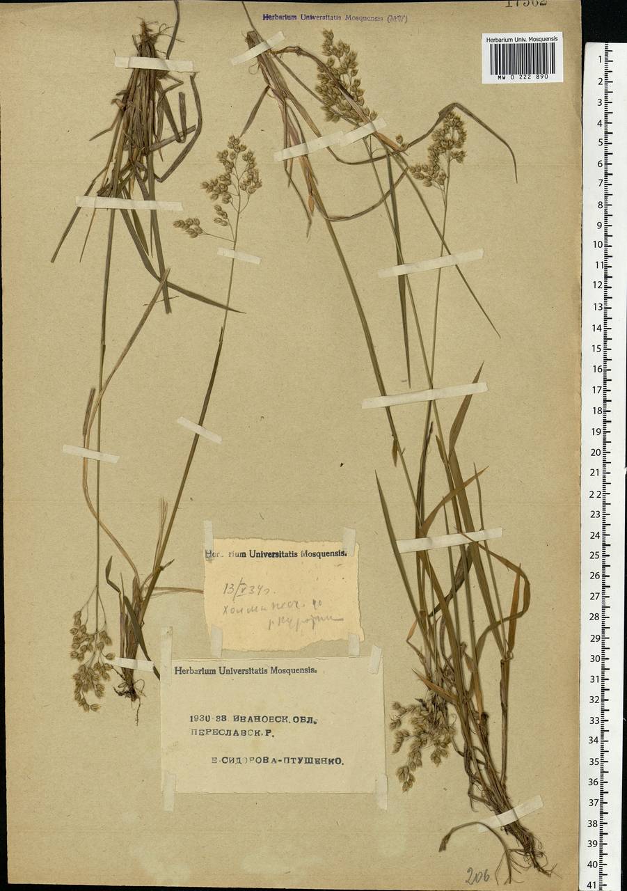 Anthoxanthum nitens (Weber) Y.Schouten & Veldkamp, Eastern Europe, Central forest region (E5) (Russia)