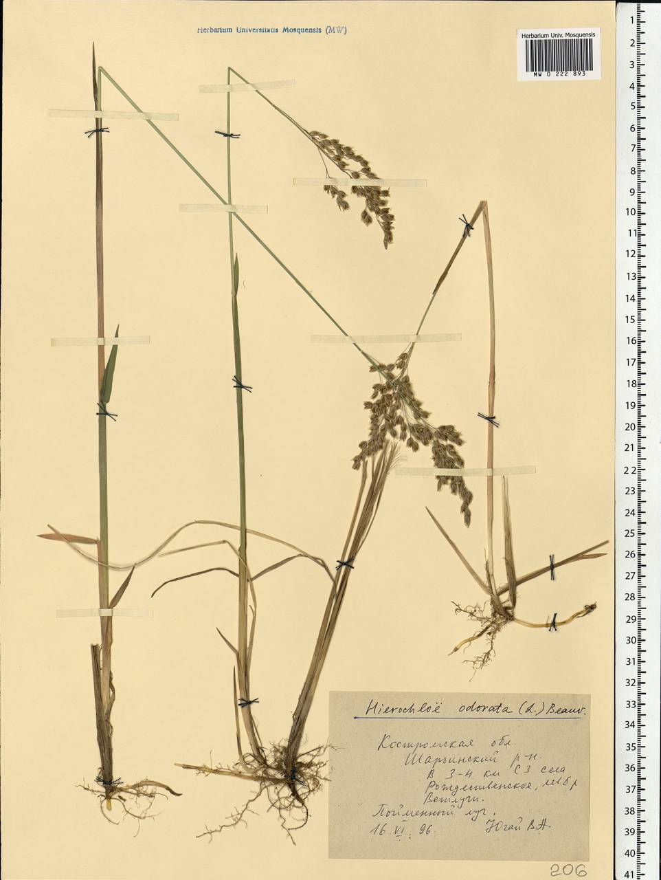 Anthoxanthum nitens (Weber) Y.Schouten & Veldkamp, Eastern Europe, Central forest region (E5) (Russia)