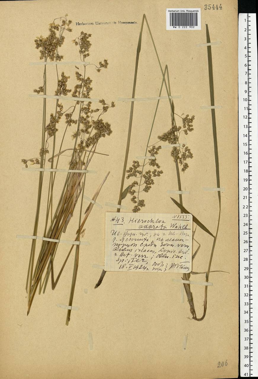 Anthoxanthum nitens (Weber) Y.Schouten & Veldkamp, Eastern Europe, Central forest region (E5) (Russia)