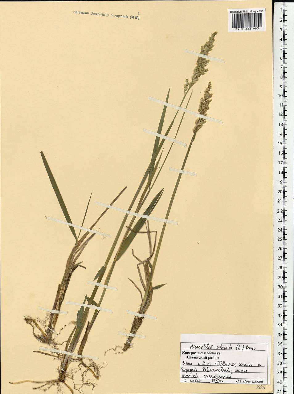 Anthoxanthum nitens (Weber) Y.Schouten & Veldkamp, Eastern Europe, Central forest region (E5) (Russia)