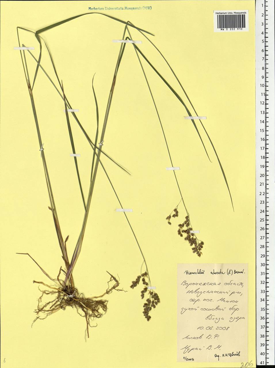 Anthoxanthum nitens (Weber) Y.Schouten & Veldkamp, Eastern Europe, Central forest-and-steppe region (E6) (Russia)