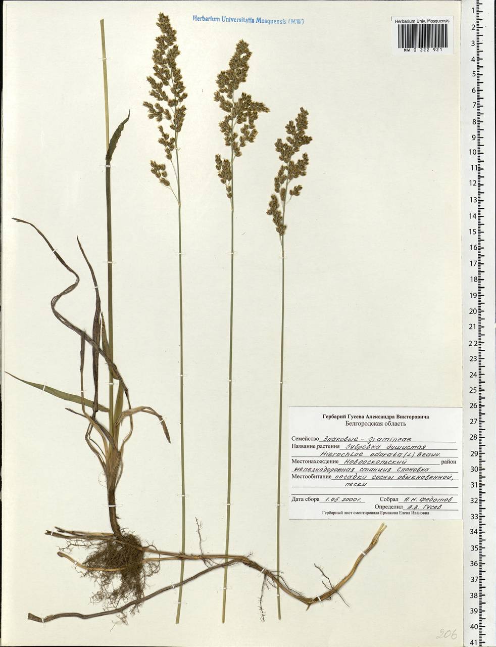 Anthoxanthum nitens (Weber) Y.Schouten & Veldkamp, Eastern Europe, Central forest-and-steppe region (E6) (Russia)