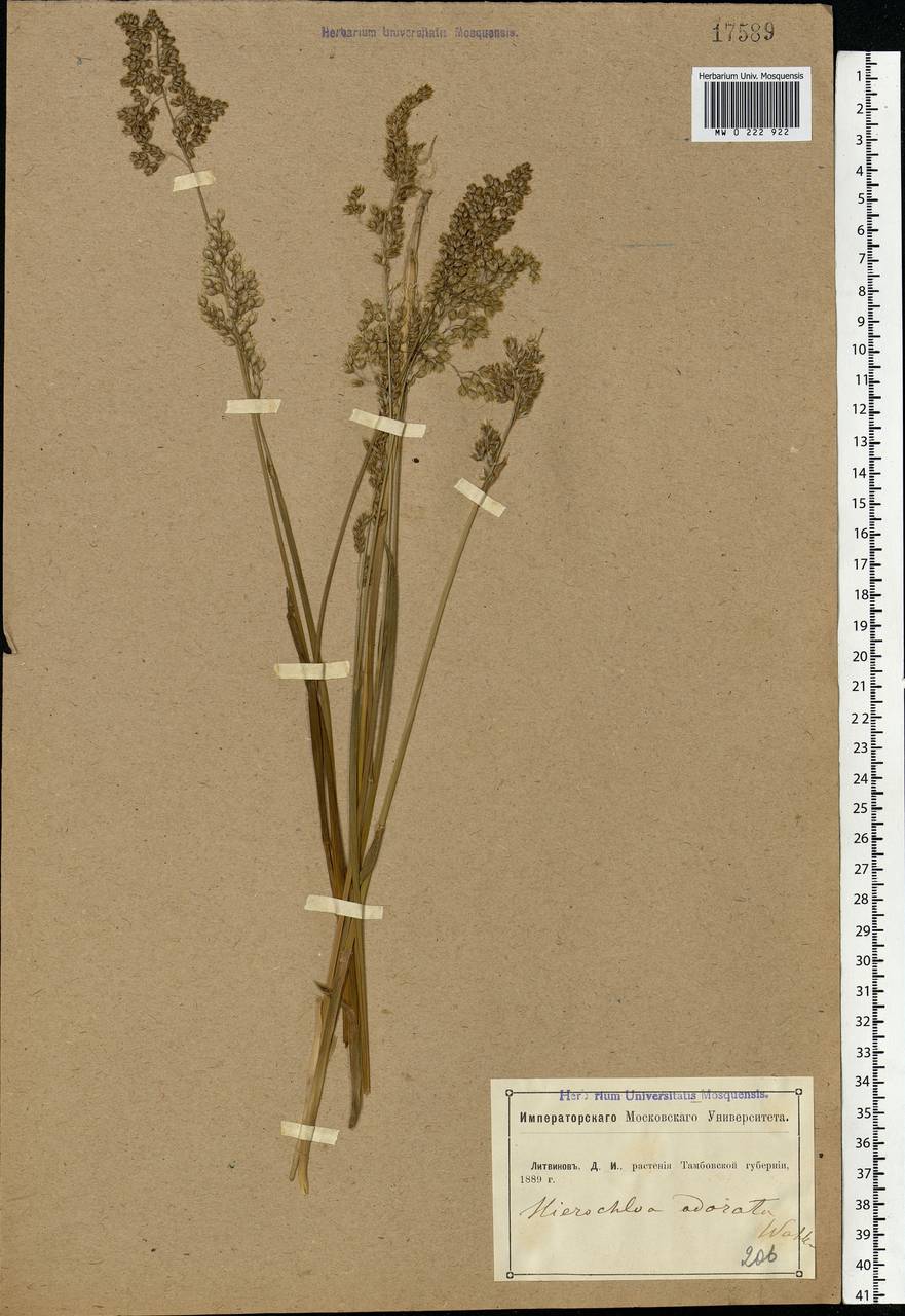 Anthoxanthum nitens (Weber) Y.Schouten & Veldkamp, Eastern Europe, Central forest-and-steppe region (E6) (Russia)